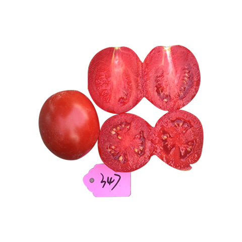 Tomatoes 347